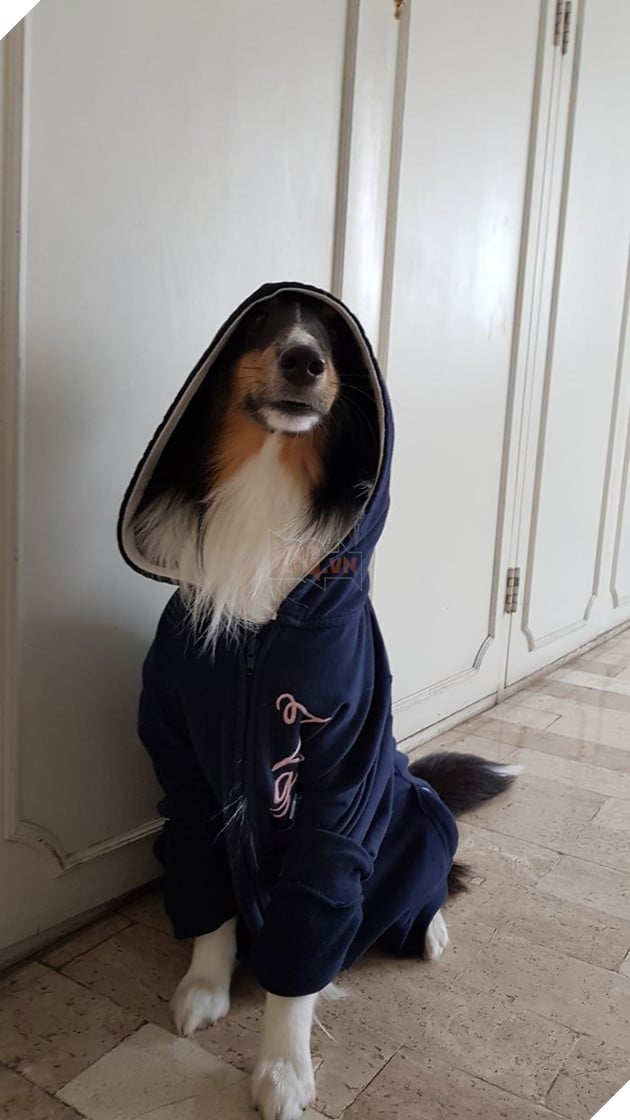 20 chú chó tinh nghịch thích cosplay thành con người - Ảnh 37.