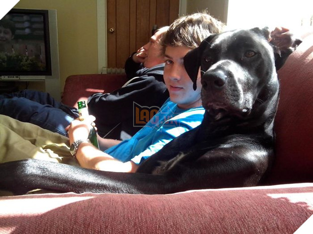 20 chú chó tinh nghịch thích cosplay thành con người - Ảnh 1.