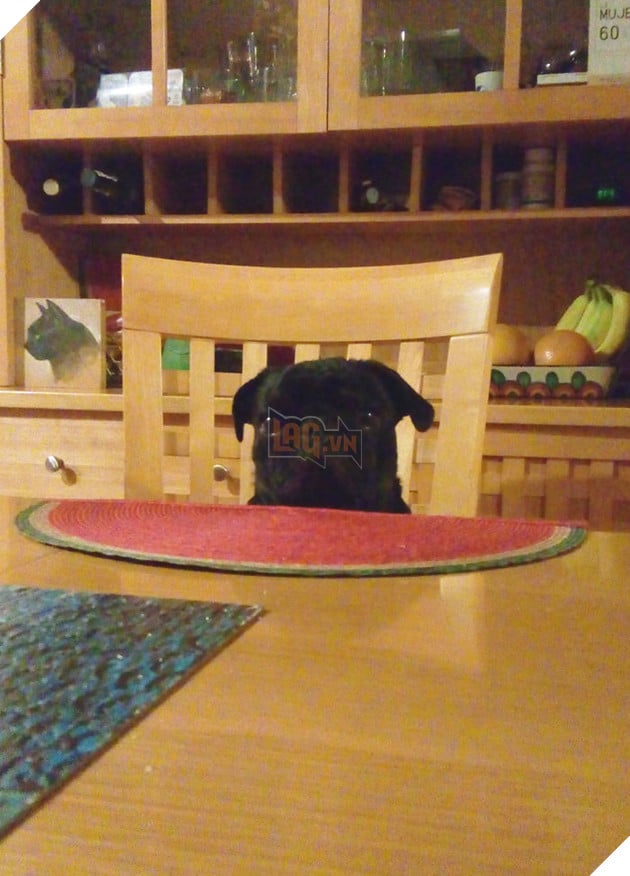 20 chú chó tinh nghịch thích cosplay thành con người - Ảnh 6.