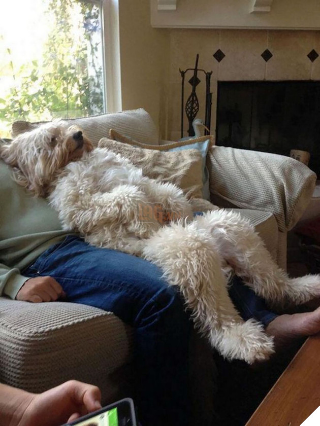 dogs-acting-human-101-59de28f5b75fc__700