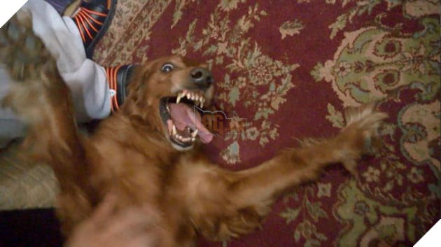 fury-enjoying-a-playfight-59de3877ae613__700