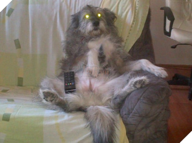 20 chú chó tinh nghịch thích cosplay thành con người - Ảnh 19.