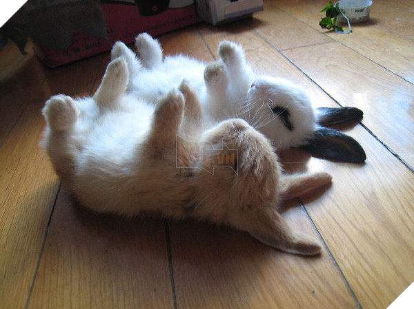 17 khoảnh khắc đáng yêu của bầy thỏ con khiến bạn xao xuyến trong lòng - Ảnh 1.