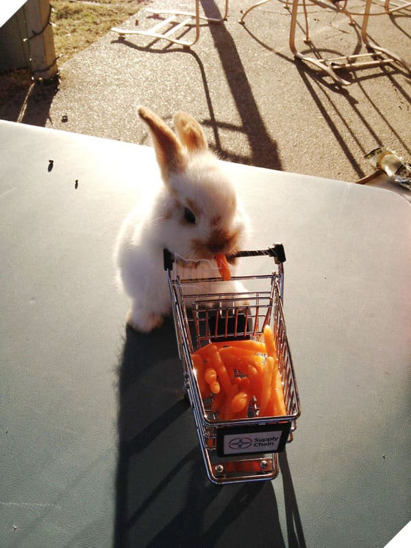 17 khoảnh khắc đáng yêu của bầy thỏ con khiến bạn xao xuyến trong lòng - Ảnh 3.