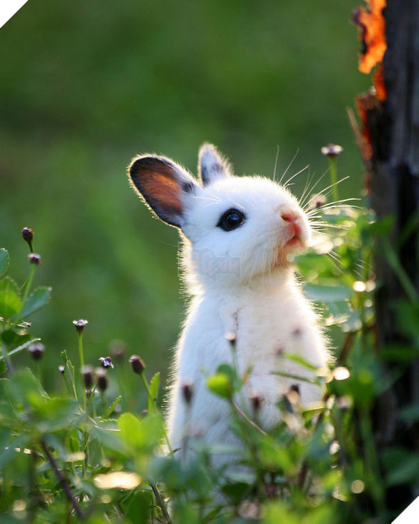 17 khoảnh khắc đáng yêu của bầy thỏ con khiến bạn xao xuyến trong lòng - Ảnh 21.