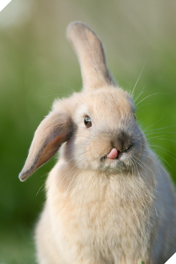 17 khoảnh khắc đáng yêu của bầy thỏ con khiến bạn xao xuyến trong lòng - Ảnh 23.