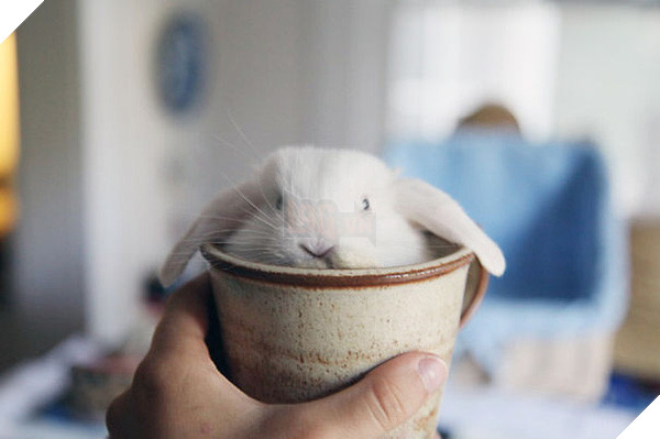 17 khoảnh khắc đáng yêu của bầy thỏ con khiến bạn xao xuyến trong lòng - Ảnh 25.