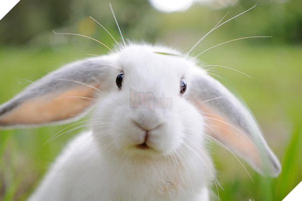 17 khoảnh khắc đáng yêu của bầy thỏ con khiến bạn xao xuyến trong lòng - Ảnh 27.