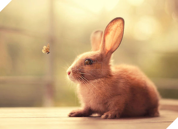 17 khoảnh khắc đáng yêu của bầy thỏ con khiến bạn xao xuyến trong lòng - Ảnh 29.