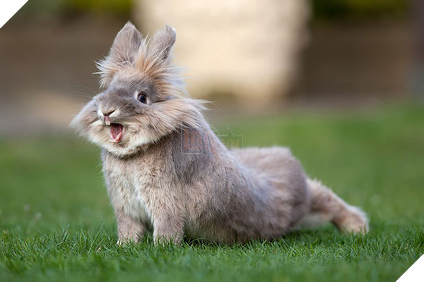 17 khoảnh khắc đáng yêu của bầy thỏ con khiến bạn xao xuyến trong lòng - Ảnh 31.