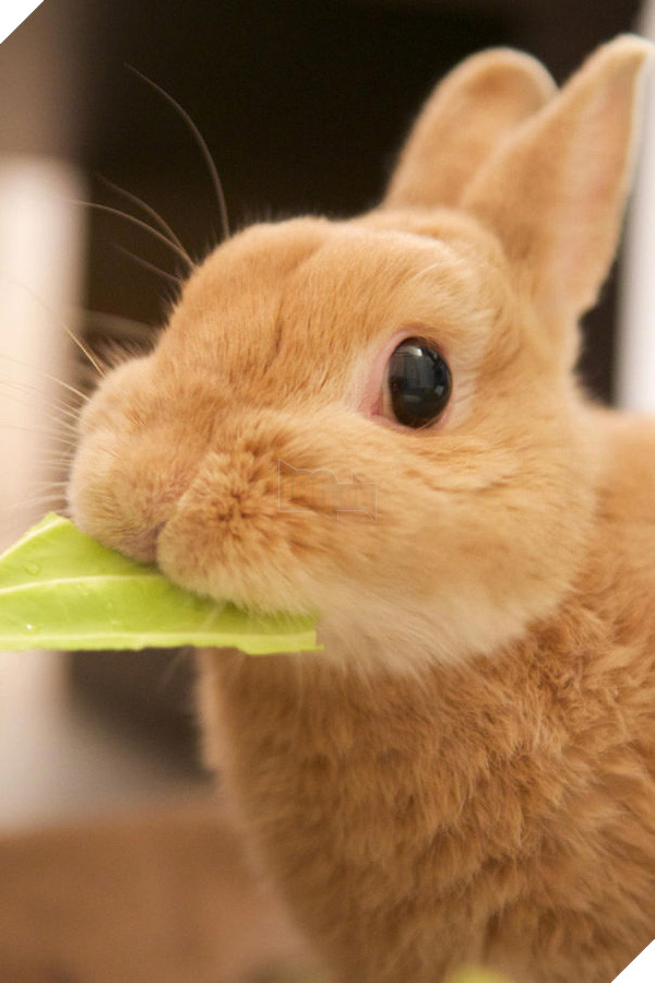 17 khoảnh khắc đáng yêu của bầy thỏ con khiến bạn xao xuyến trong lòng - Ảnh 33.