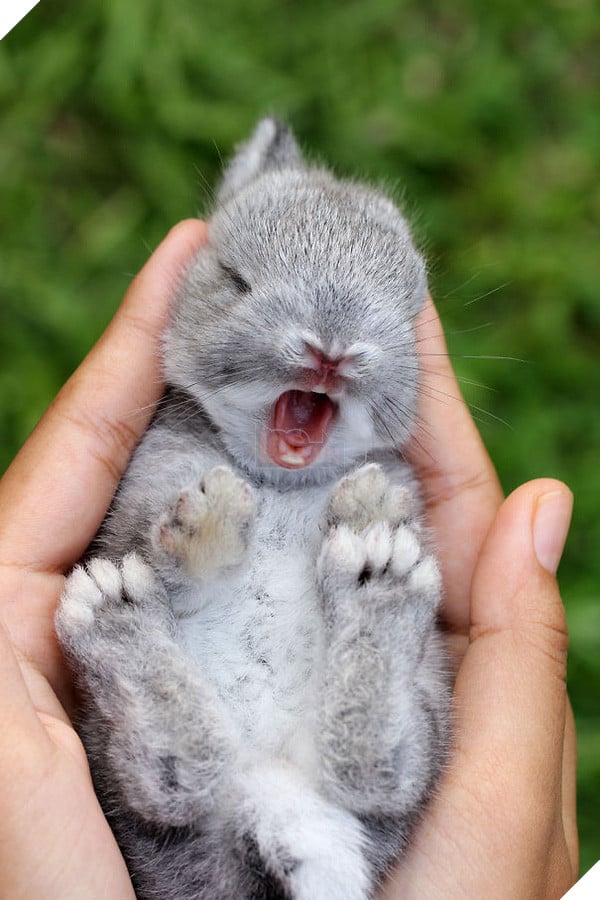 17 khoảnh khắc đáng yêu của bầy thỏ con khiến bạn xao xuyến trong lòng - Ảnh 5.