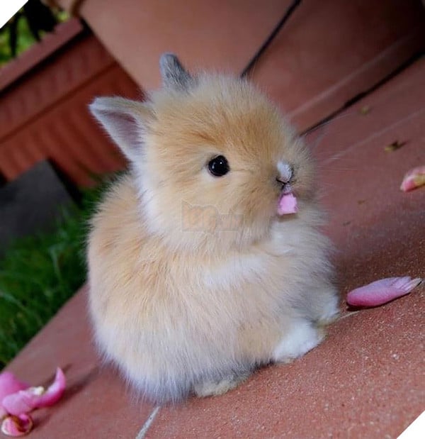 17 khoảnh khắc đáng yêu của bầy thỏ con khiến bạn xao xuyến trong lòng - Ảnh 7.