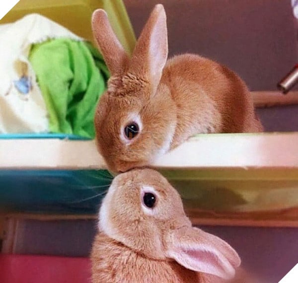 17 khoảnh khắc đáng yêu của bầy thỏ con khiến bạn xao xuyến trong lòng - Ảnh 11.