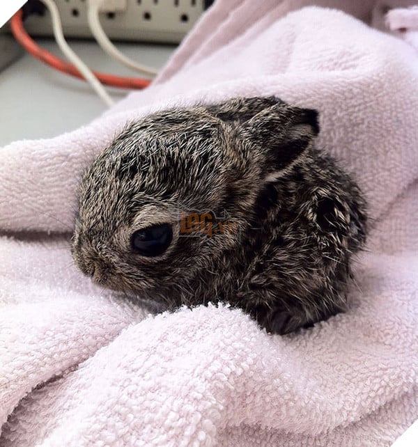 17 khoảnh khắc đáng yêu của bầy thỏ con khiến bạn xao xuyến trong lòng - Ảnh 15.