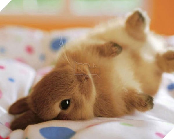 17 khoảnh khắc đáng yêu của bầy thỏ con khiến bạn xao xuyến trong lòng - Ảnh 17.