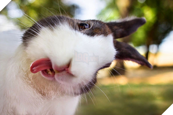 17 khoảnh khắc đáng yêu của bầy thỏ con khiến bạn xao xuyến trong lòng - Ảnh 19.