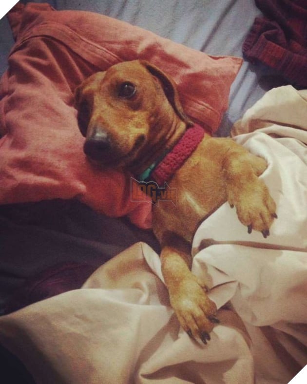 20 chú chó tinh nghịch thích cosplay thành con người - Ảnh 31.