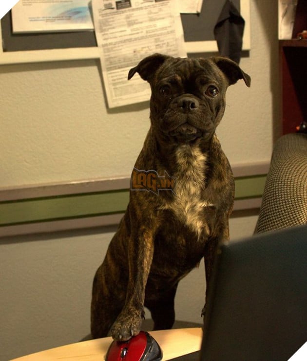 20 chú chó tinh nghịch thích cosplay thành con người - Ảnh 33.