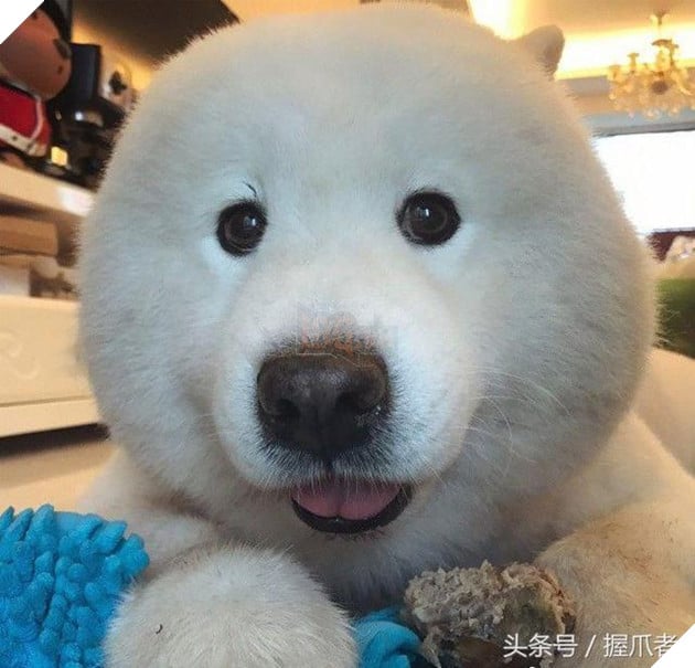 BoBo đi làm đẹp không ngờ biến thành gấu Bắc Cực, nó ủy khuất tỏ vẻ ‘chán ghét’ nhưng dân mạng lại thích thú 12