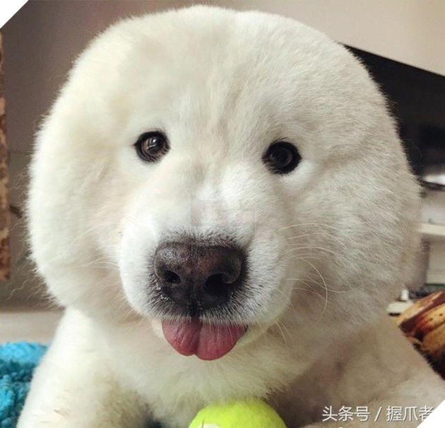 BoBo đi làm đẹp không ngờ biến thành gấu Bắc Cực, nó ủy khuất tỏ vẻ ‘chán ghét’ nhưng dân mạng lại thích thú 11