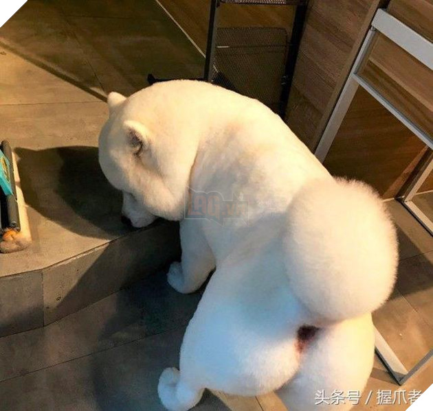 BoBo đi làm đẹp không ngờ biến thành gấu Bắc Cực, nó ủy khuất tỏ vẻ ‘chán ghét’ nhưng dân mạng lại thích thú 14