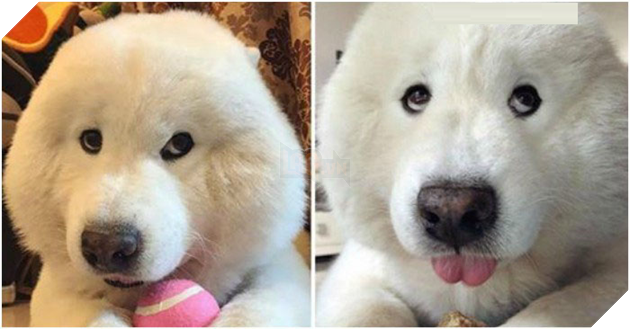 BoBo đi làm đẹp không ngờ biến thành gấu Bắc Cực, nó ủy khuất tỏ vẻ ‘chán ghét’ nhưng dân mạng lại thích thú