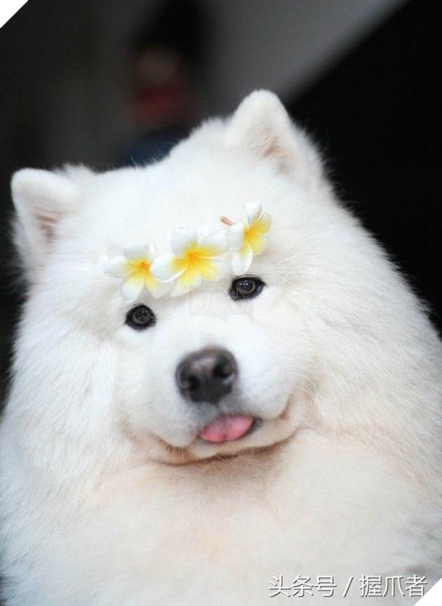 BoBo đi làm đẹp không ngờ biến thành gấu Bắc Cực, nó ủy khuất tỏ vẻ ‘chán ghét’ nhưng dân mạng lại thích thú 5