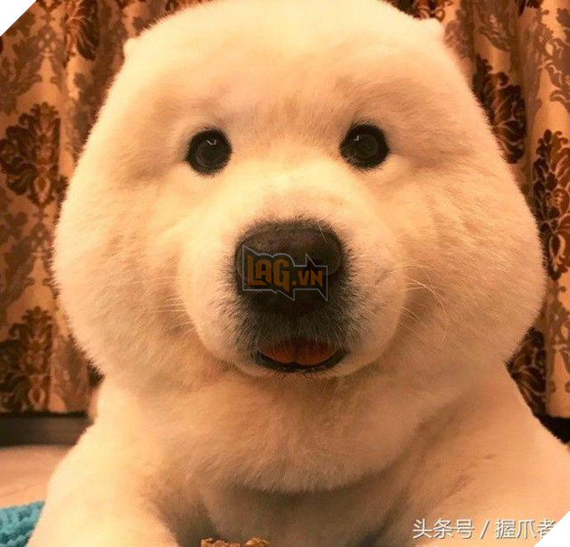 BoBo đi làm đẹp không ngờ biến thành gấu Bắc Cực, nó ủy khuất tỏ vẻ ‘chán ghét’ nhưng dân mạng lại thích thú 13