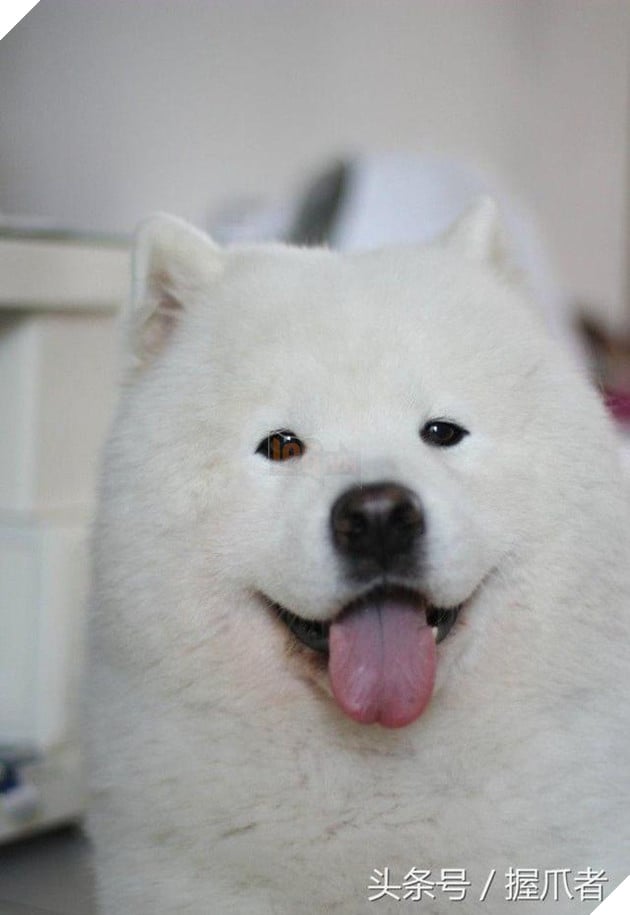 BoBo đi làm đẹp không ngờ biến thành gấu Bắc Cực, nó ủy khuất tỏ vẻ ‘chán ghét’ nhưng dân mạng lại thích thú 7