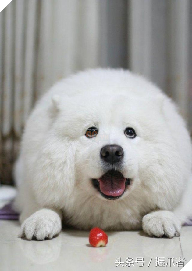 BoBo đi làm đẹp không ngờ biến thành gấu Bắc Cực, nó ủy khuất tỏ vẻ ‘chán ghét’ nhưng dân mạng lại thích thú 9