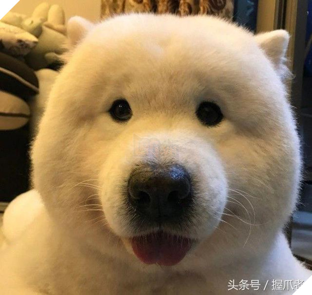 BoBo đi làm đẹp không ngờ biến thành gấu Bắc Cực, nó ủy khuất tỏ vẻ ‘chán ghét’ nhưng dân mạng lại thích thú 10