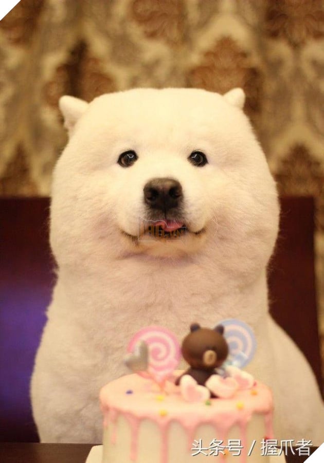 BoBo đi làm đẹp không ngờ biến thành gấu Bắc Cực, nó ủy khuất tỏ vẻ ‘chán ghét’ nhưng dân mạng lại thích thú 4