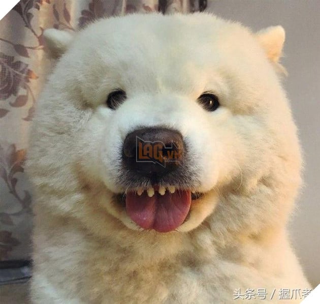 BoBo đi làm đẹp không ngờ biến thành gấu Bắc Cực, nó ủy khuất tỏ vẻ ‘chán ghét’ nhưng dân mạng lại thích thú 6