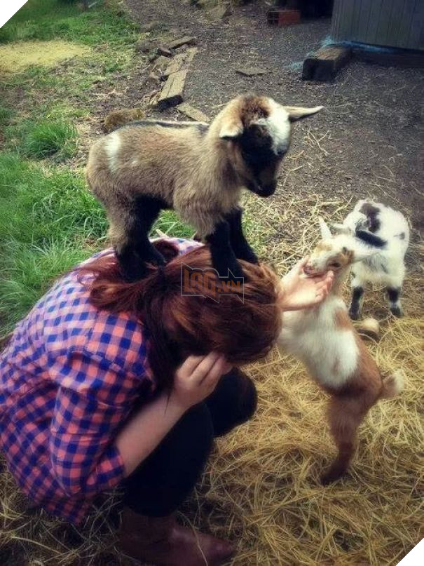 Khuôn mặt đáng thương của các con sen khi bị 16 boss hổ báo cáo chồn bắt nạt - Ảnh 5.