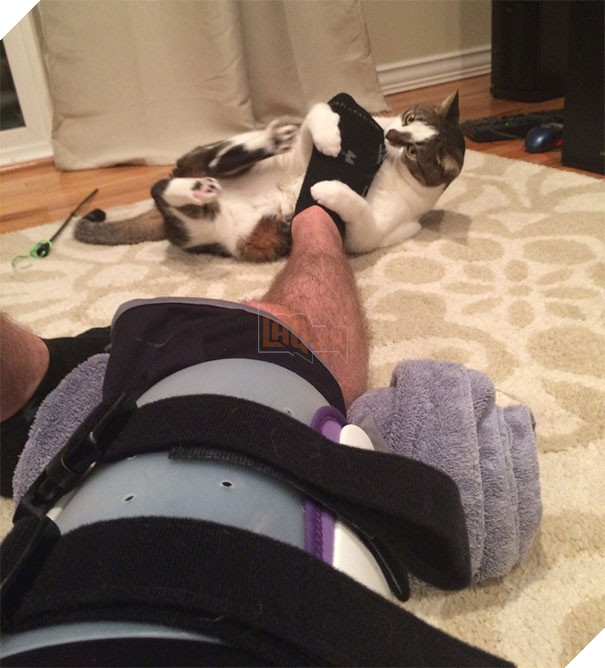 Khuôn mặt đáng thương của các con sen khi bị 16 boss hổ báo cáo chồn bắt nạt - Ảnh 9.