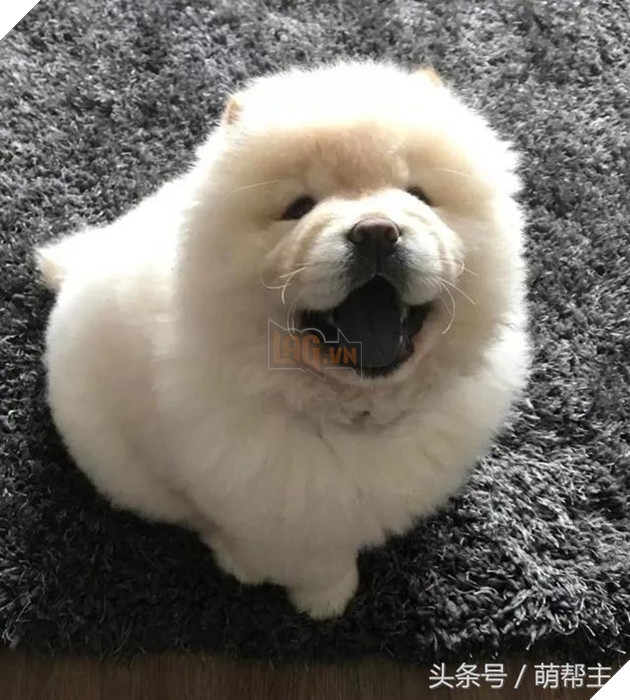 Chú Chow Chow bé bỏng tròn như cục bông đáng yêu đến ngất