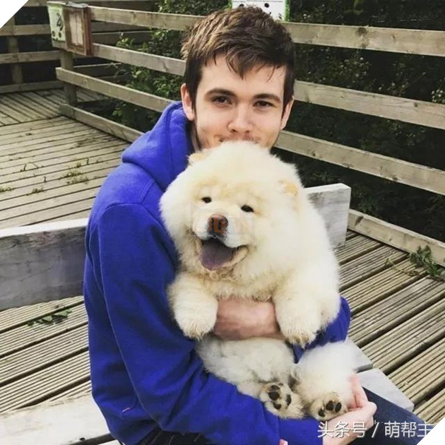 Chú Chow Chow bé bỏng tròn như cục bông đáng yêu đến ngất 2