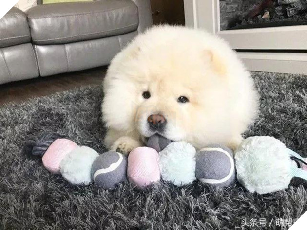 Chú Chow Chow bé bỏng tròn như cục bông đáng yêu đến ngất 3