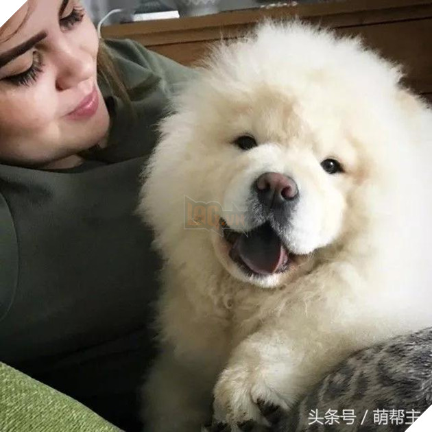 Chú Chow Chow bé bỏng tròn như cục bông đáng yêu đến ngất 4