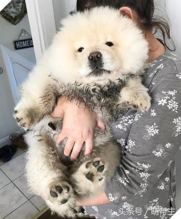 Chú Chow Chow bé bỏng tròn như cục bông đáng yêu đến ngất 5