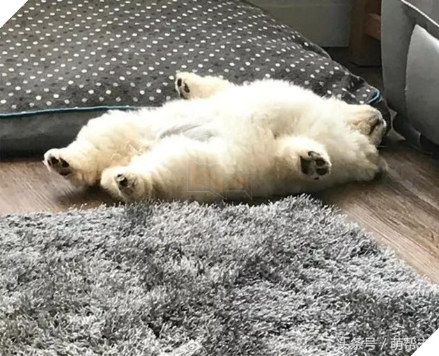 Chú Chow Chow bé bỏng tròn như cục bông đáng yêu đến ngất 6