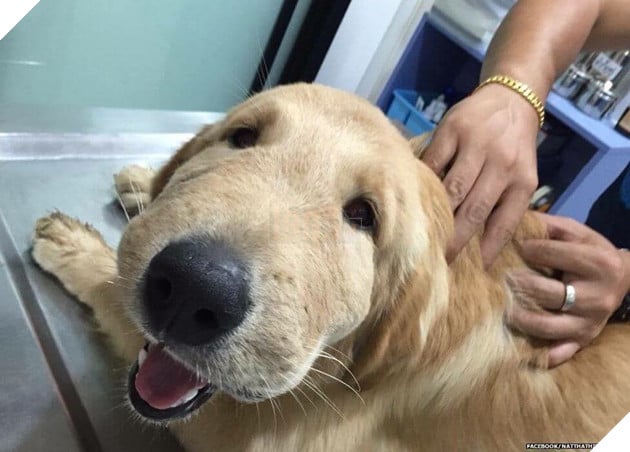 Chân dung 15 khuôn mặt đáng thương của hội nhà chó khi cà khịa với ong - Ảnh 9.