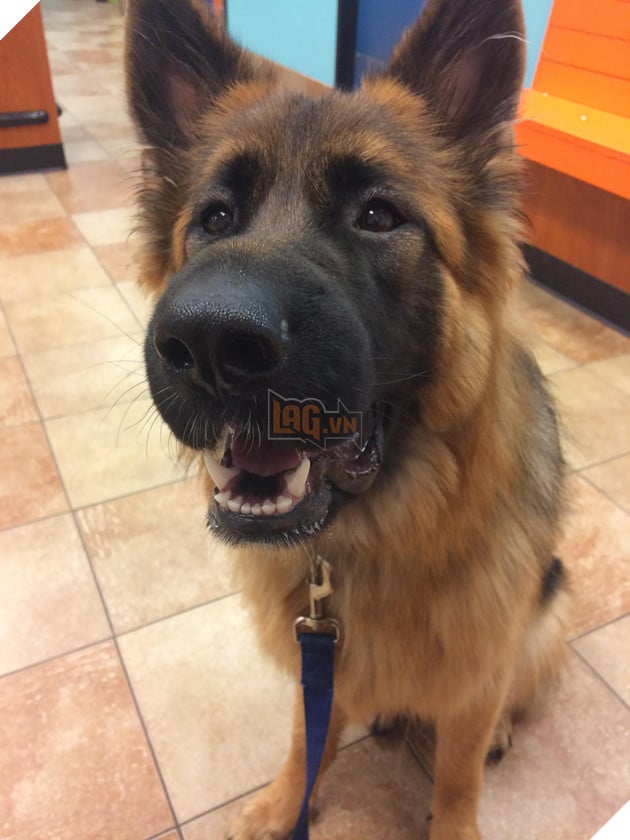 Chân dung 15 khuôn mặt đáng thương của hội nhà chó khi cà khịa với ong - Ảnh 5.