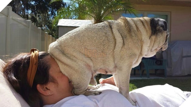 Khuôn mặt đáng thương của các con sen khi bị 16 boss hổ báo cáo chồn bắt nạt - Ảnh 25.