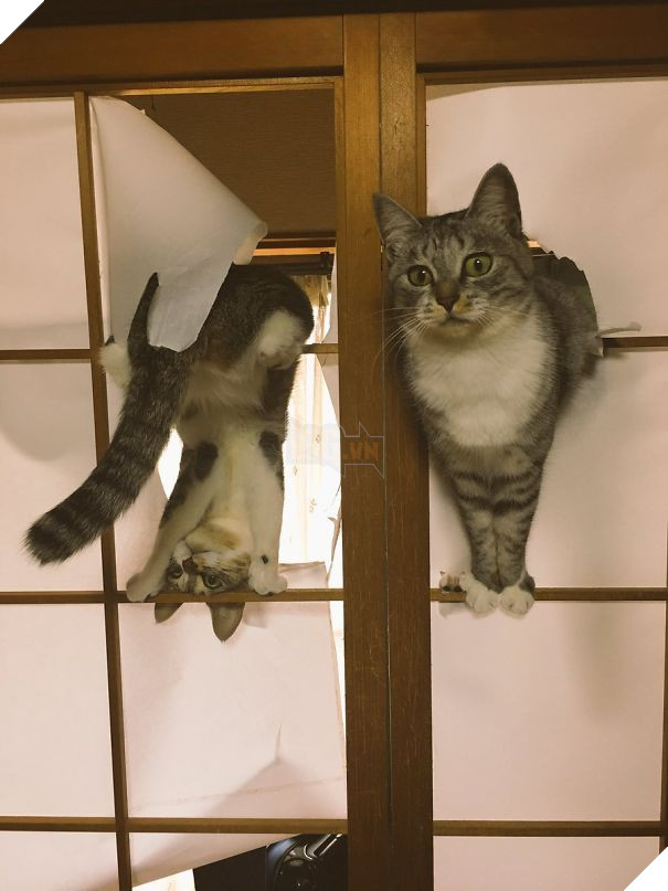 Cười đau bụng với 20+ khoảnh khắc ‘đáng đánh’ của chó mèo minh chứng cho câu nói: ‘nhất quỷ nhì ma, thứ 3… tụi nó!’ 27