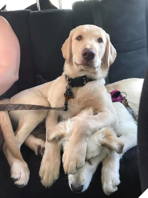 Cười đau bụng với 20+ khoảnh khắc ‘đáng đánh’ của chó mèo minh chứng cho câu nói: ‘nhất quỷ nhì ma, thứ 3… tụi nó!’ 23