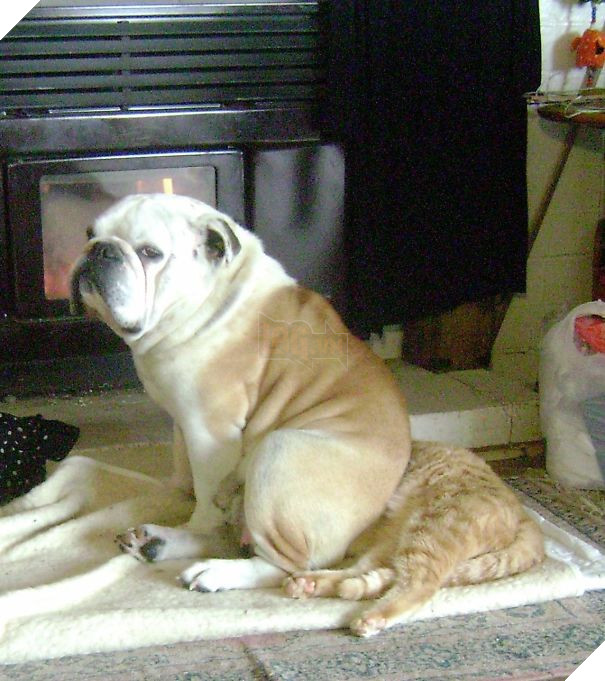 Cười đau bụng với 20+ khoảnh khắc ‘đáng đánh’ của chó mèo minh chứng cho câu nói: ‘nhất quỷ nhì ma, thứ 3… tụi nó!’ 21