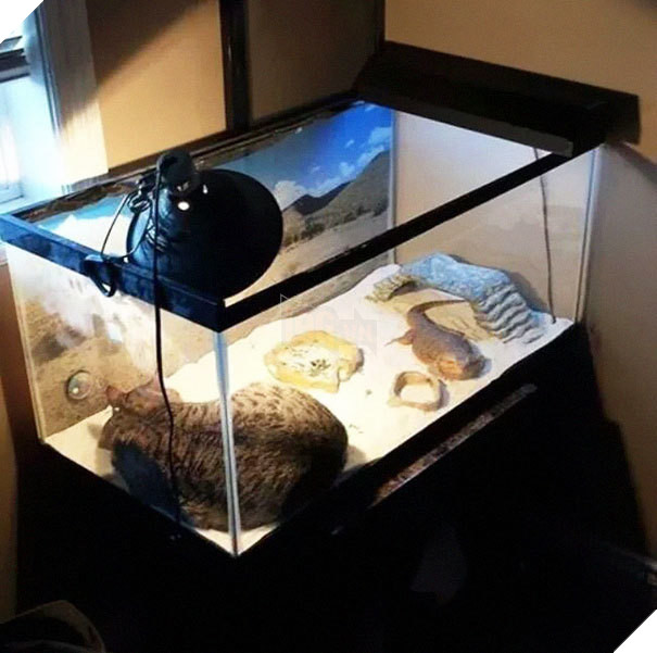 Cười đau bụng với 20+ khoảnh khắc ‘đáng đánh’ của chó mèo minh chứng cho câu nói: ‘nhất quỷ nhì ma, thứ 3… tụi nó!’ 5