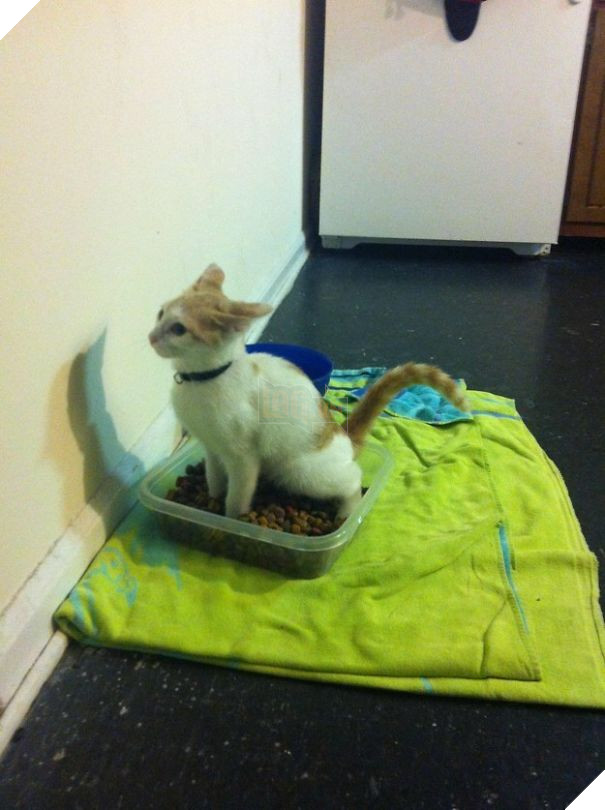 Cười đau bụng với 20+ khoảnh khắc ‘đáng đánh’ của chó mèo minh chứng cho câu nói: ‘nhất quỷ nhì ma, thứ 3… tụi nó!’ 11